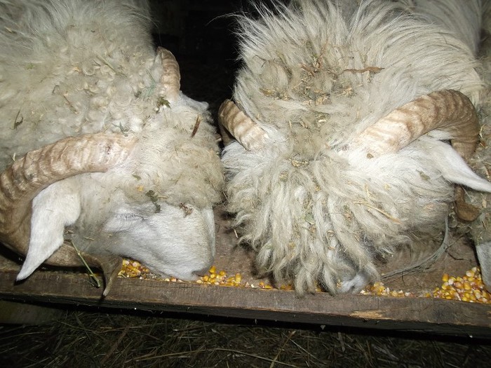 Picture 1212 - Bale de Bistrita