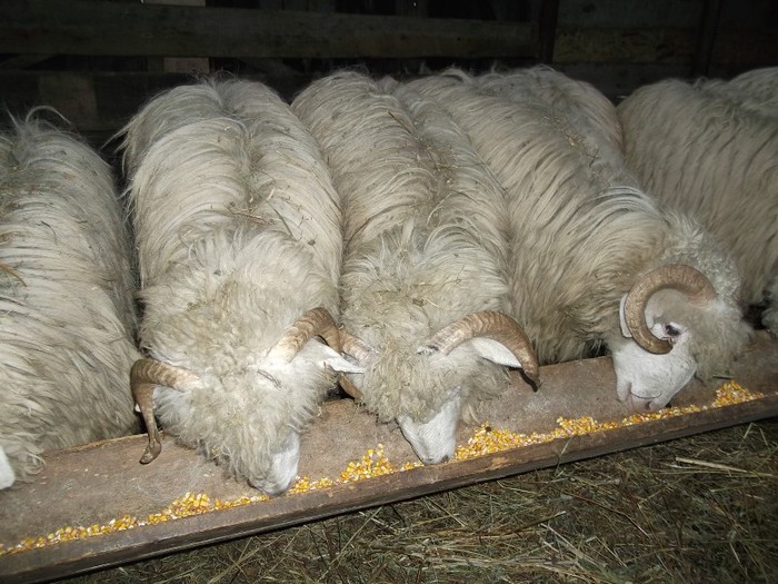 Picture 1213 - Bale de Bistrita