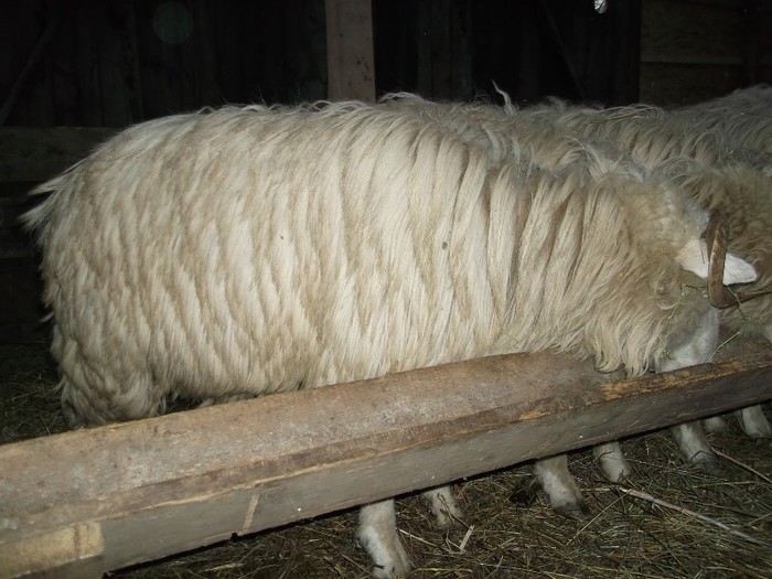 Picture 1217 - Bale de Bistrita