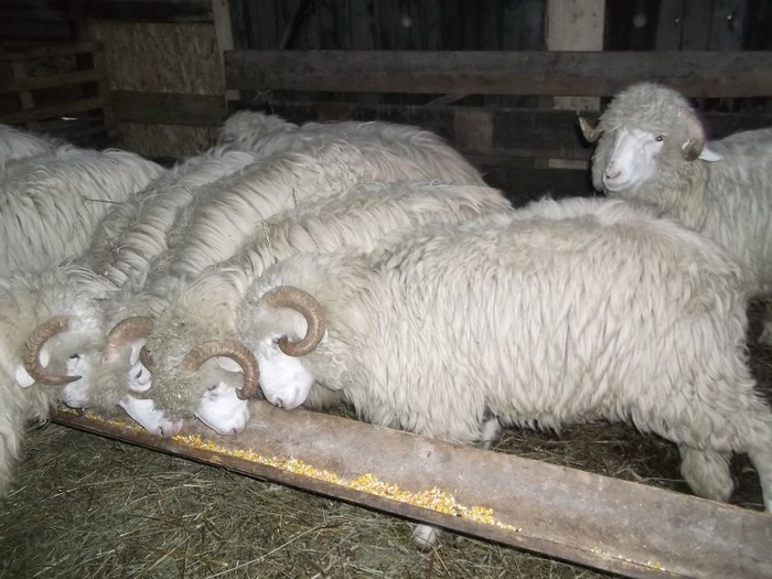 Picture 1218 - Bale de Bistrita