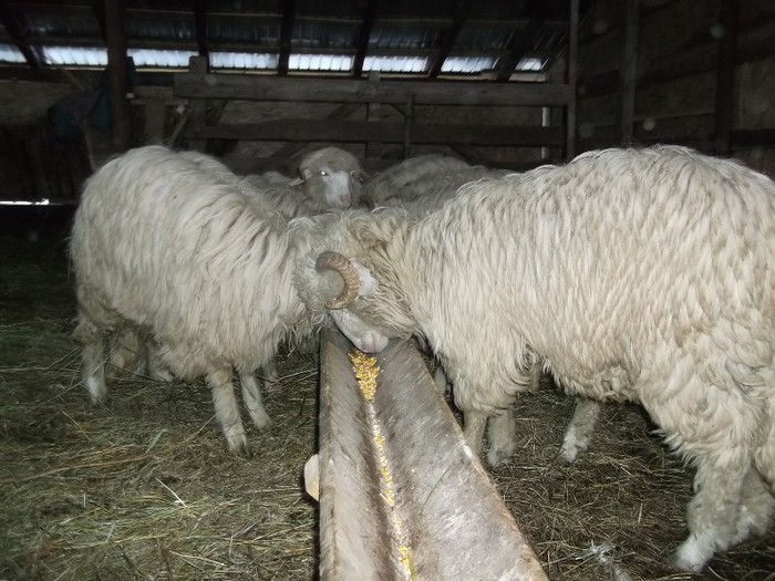 Picture 1219 - Bale de Bistrita