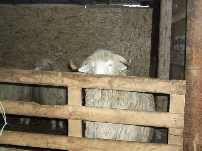 Picture 1230 - Bale de Bistrita