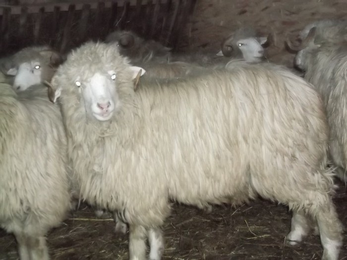 Picture 1232 - Bale de Bistrita