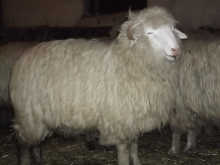 Picture 1293 - Bale de Bistrita