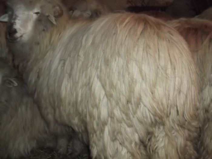 Picture 1296 - Bale de Bistrita