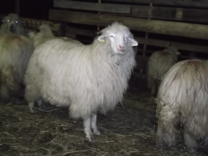 Picture 1315 - Bale de Bistrita