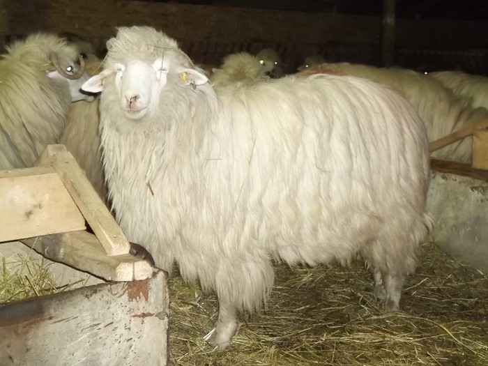 Picture 1318 - Bale de Bistrita