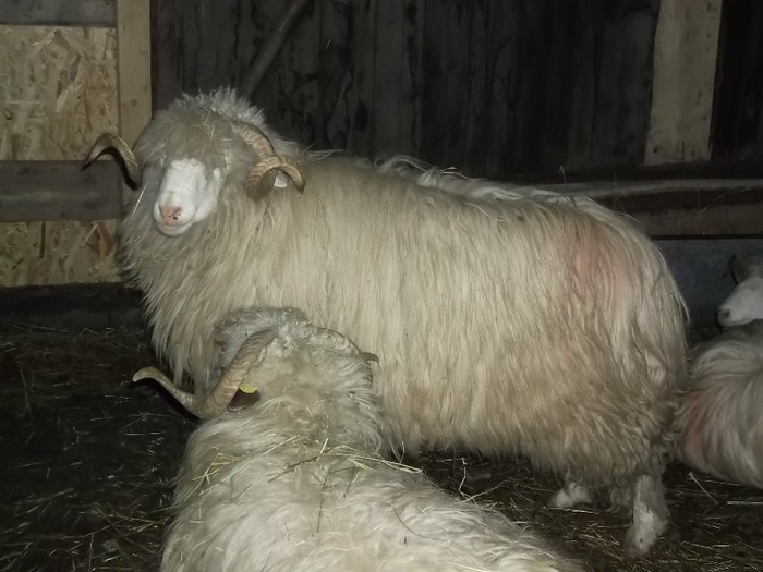 Picture 1320 - Bale de Bistrita