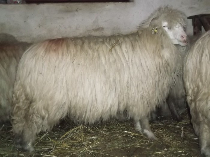 Picture 1350 - Bale de Bistrita