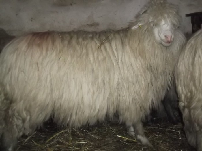 Picture 1351 - Bale de Bistrita