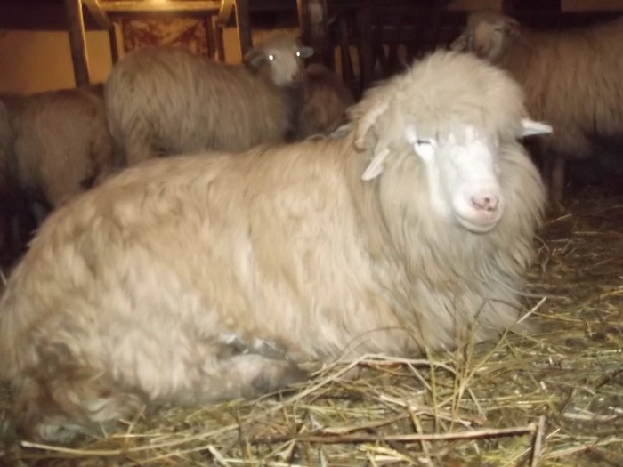 Picture 1357 - Bale de Bistrita