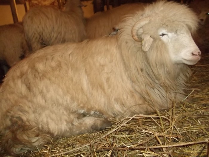 Picture 1358 - Bale de Bistrita