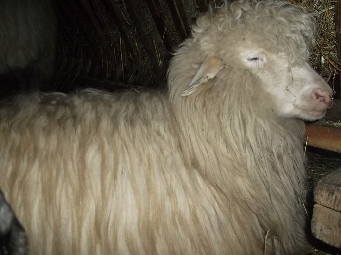 Picture 1359 - Bale de Bistrita