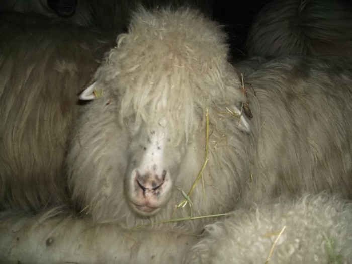 Picture 1360 - Bale de Bistrita