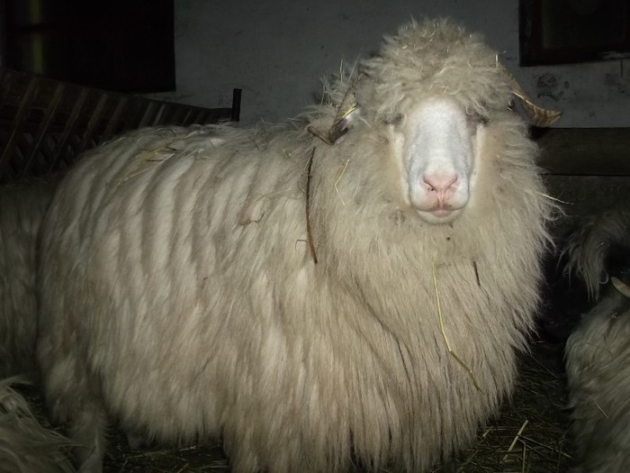 Picture 1363 - Bale de Bistrita