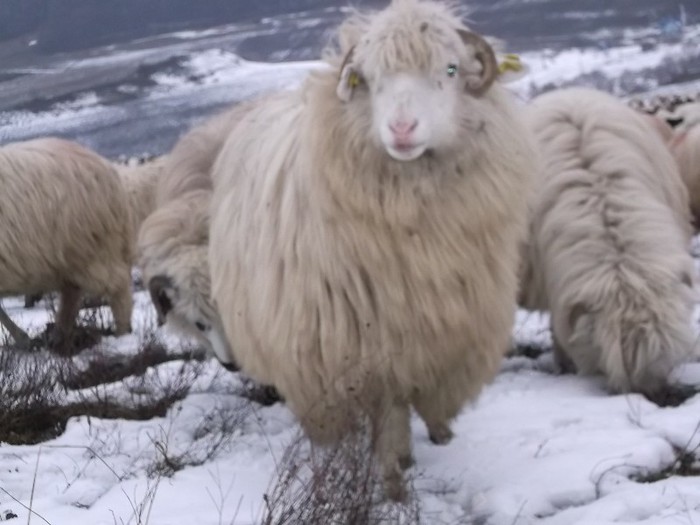 Picture 1389 - Bale de Bistrita