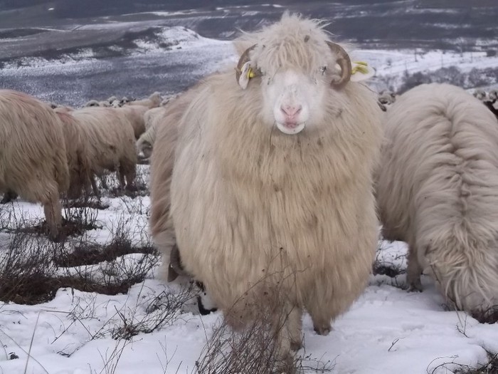 Picture 1390 - Bale de Bistrita