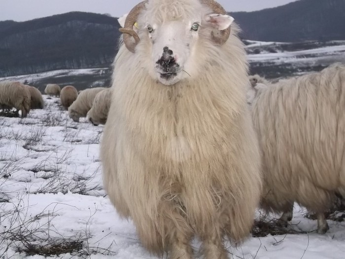 Picture 1393 - Bale de Bistrita