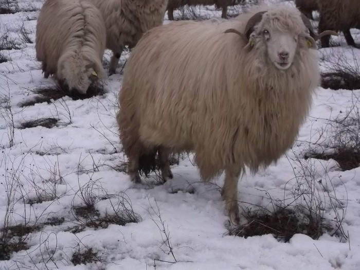 Picture 1401 - Bale de Bistrita