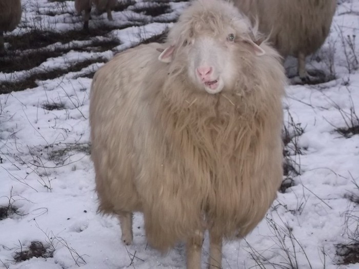 Picture 1406 - Bale de Bistrita