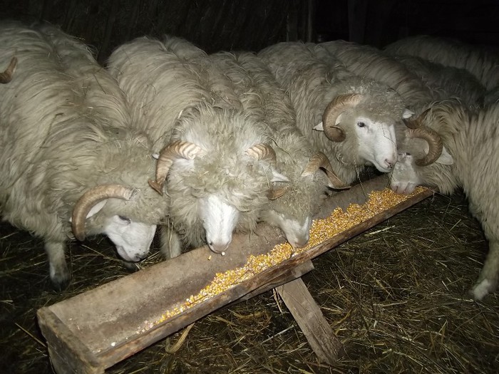 Picture 1409 - Bale de Bistrita