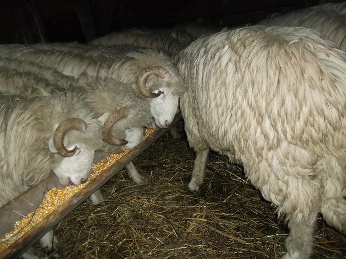 Picture 1411 - Bale de Bistrita