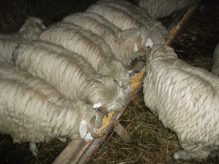 Picture 1412 - Bale de Bistrita