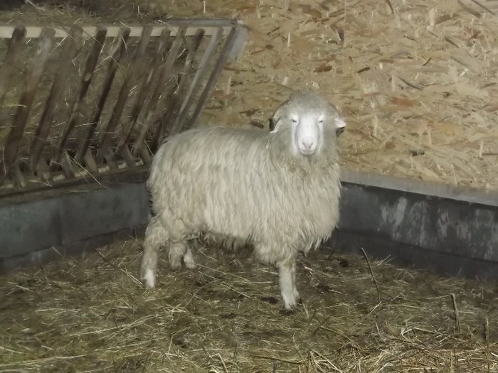 Picture 1427 - Bale de Bistrita