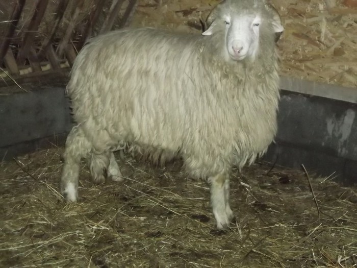 Picture 1428 - Bale de Bistrita