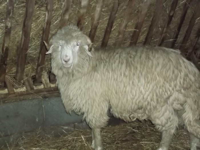 Picture 1429 - Bale de Bistrita