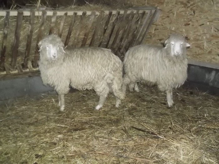 Picture 1430 - Bale de Bistrita