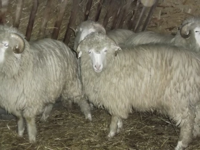 Picture 1431 - Bale de Bistrita