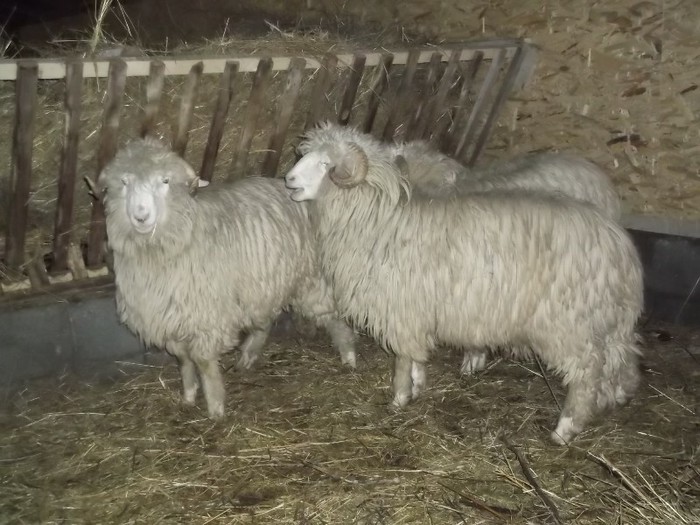 Picture 1432 - Bale de Bistrita