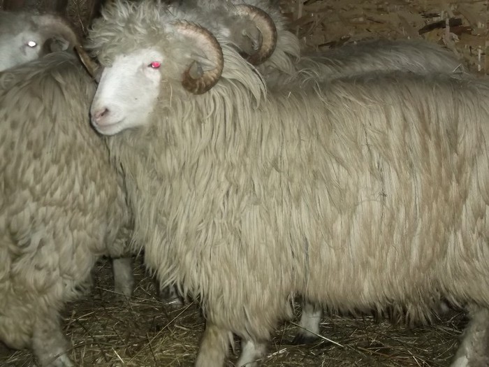 Picture 1433 - Bale de Bistrita