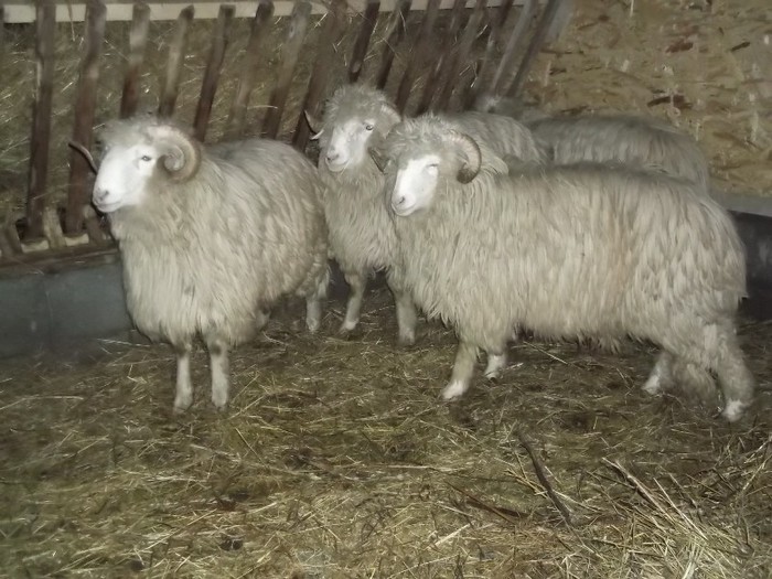 Picture 1434 - Bale de Bistrita