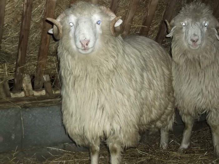 Picture 1436 - Bale de Bistrita