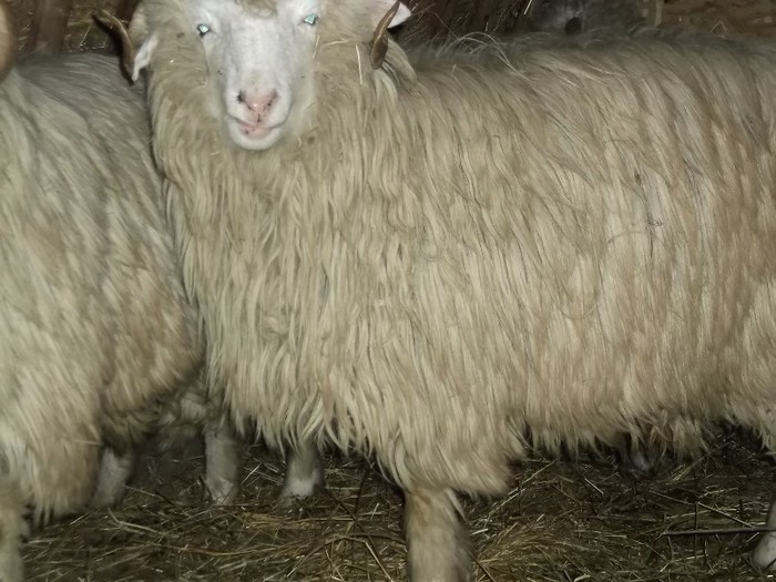 Picture 1437 - Bale de Bistrita