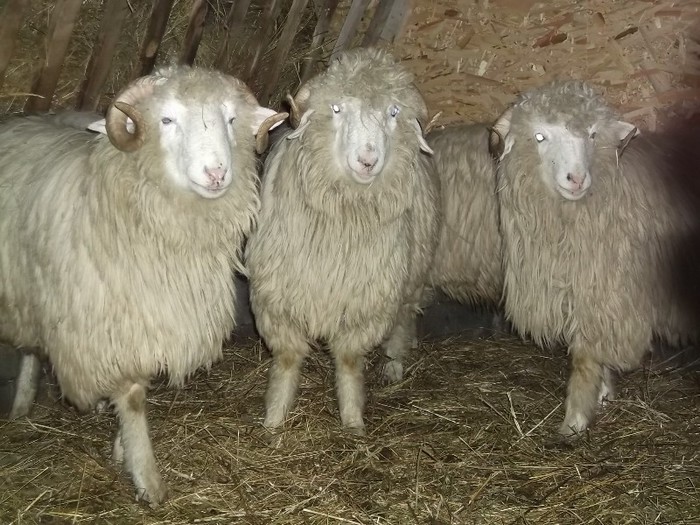 Picture 1439 - Bale de Bistrita