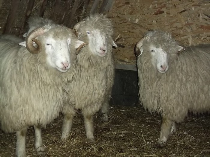 Picture 1440 - Bale de Bistrita