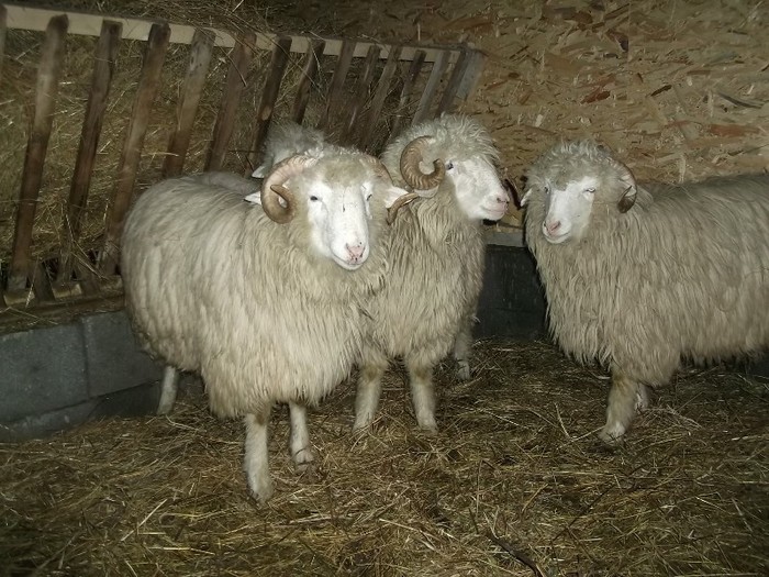 Picture 1441 - Bale de Bistrita