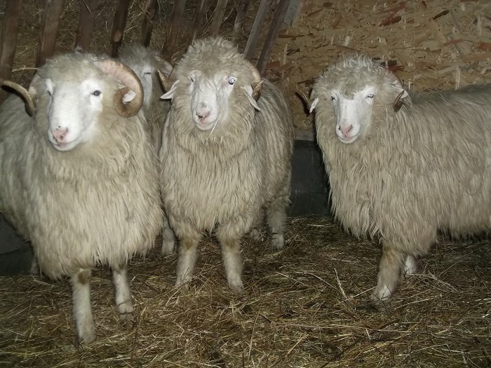 Picture 1442 - Bale de Bistrita