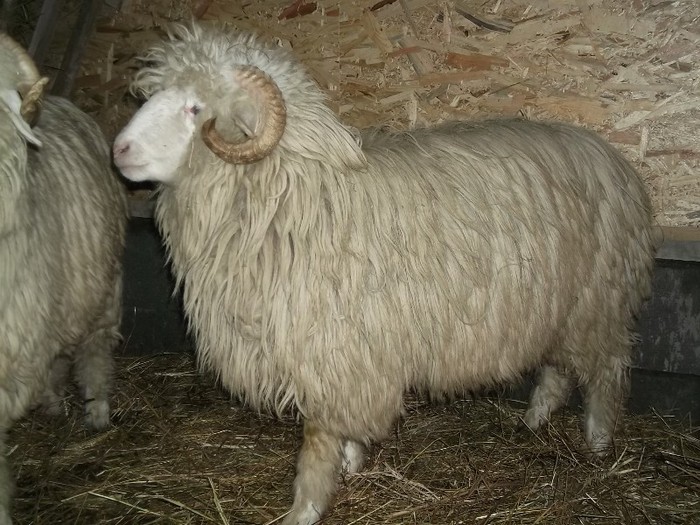 Picture 1443 - Bale de Bistrita