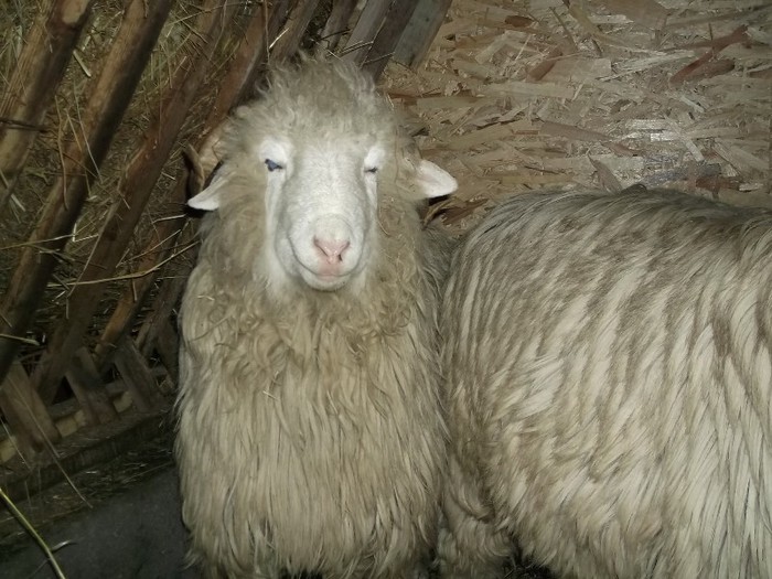 Picture 1445 - Bale de Bistrita