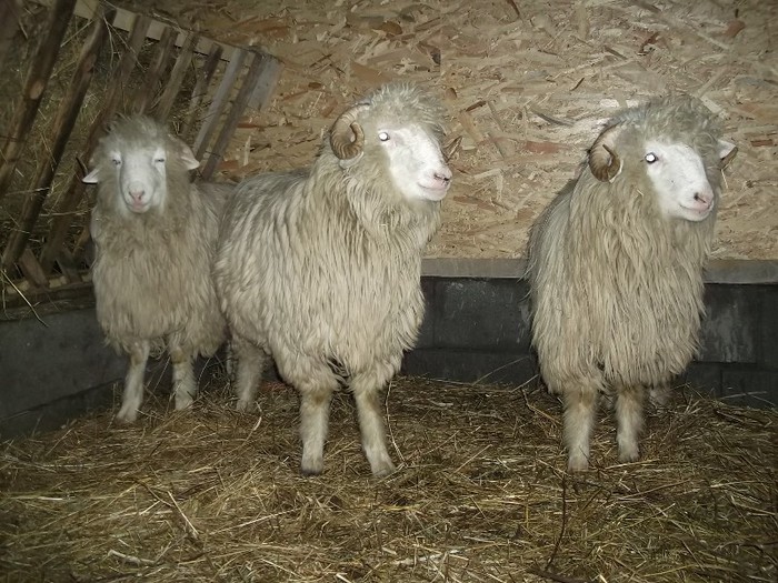 Picture 1446 - Bale de Bistrita