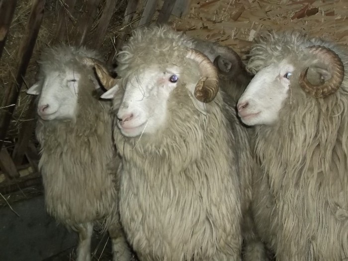 Picture 1448 - Bale de Bistrita