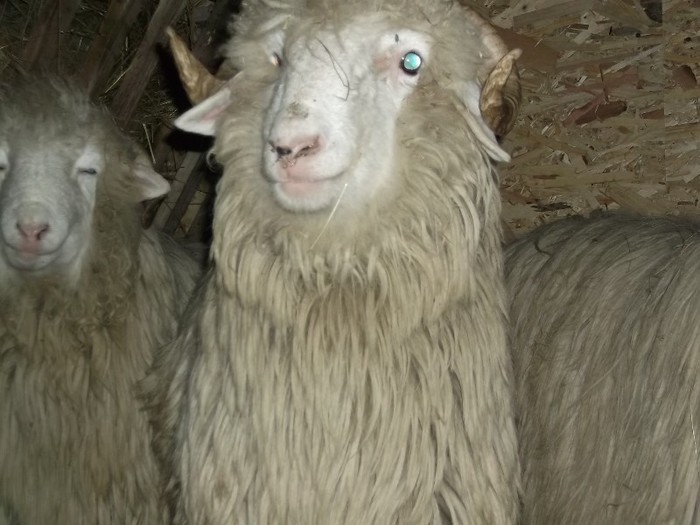 Picture 1449 - Bale de Bistrita