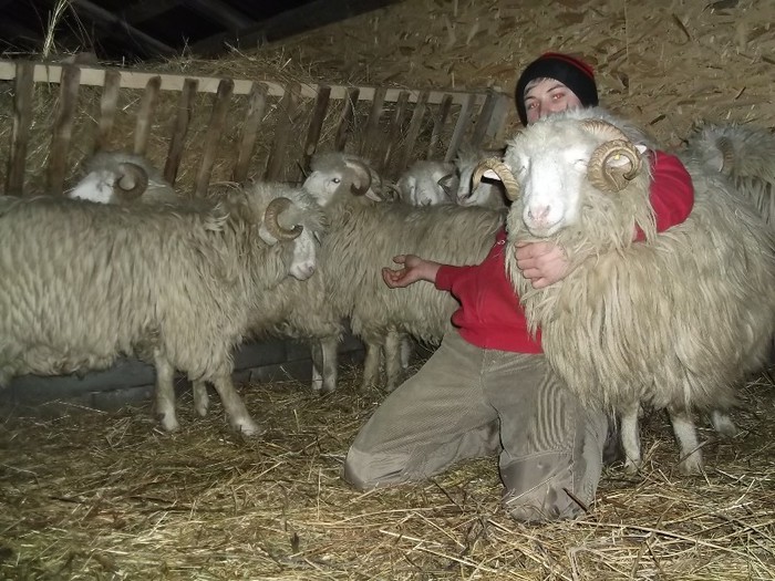 Picture 1456 - Bale de Bistrita