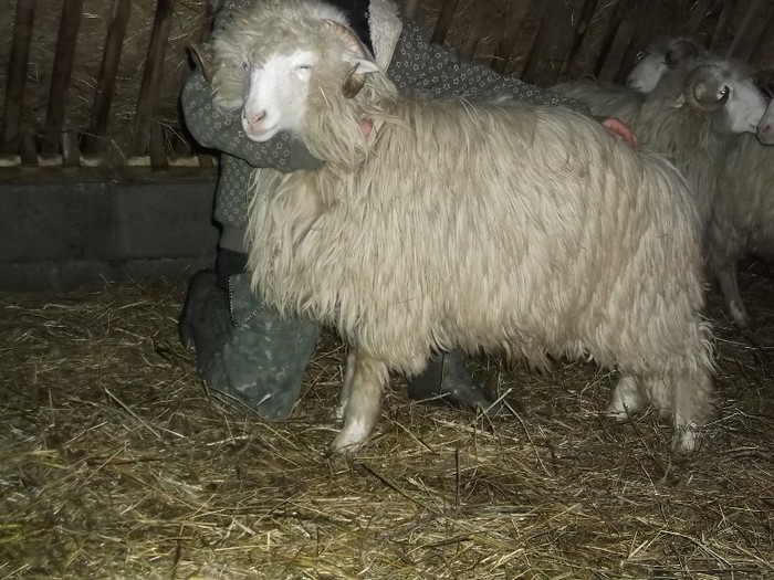 Picture 1459 - Bale de Bistrita