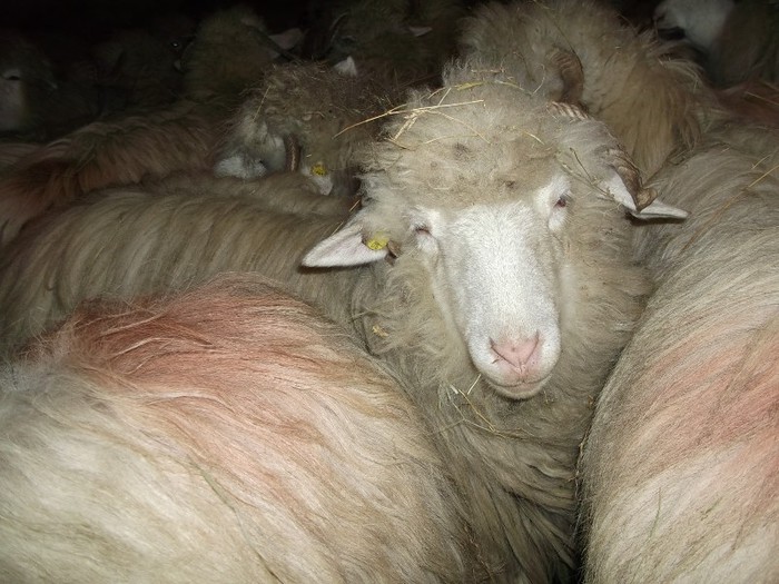 Picture 1470 - Bale de Bistrita