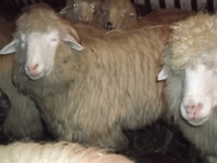 Picture 1475 - Bale de Bistrita